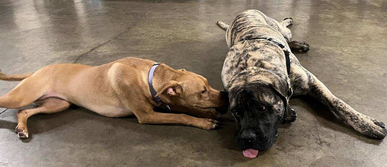 Journey and one of her puppy best friends. Yes, he was about three times her size!